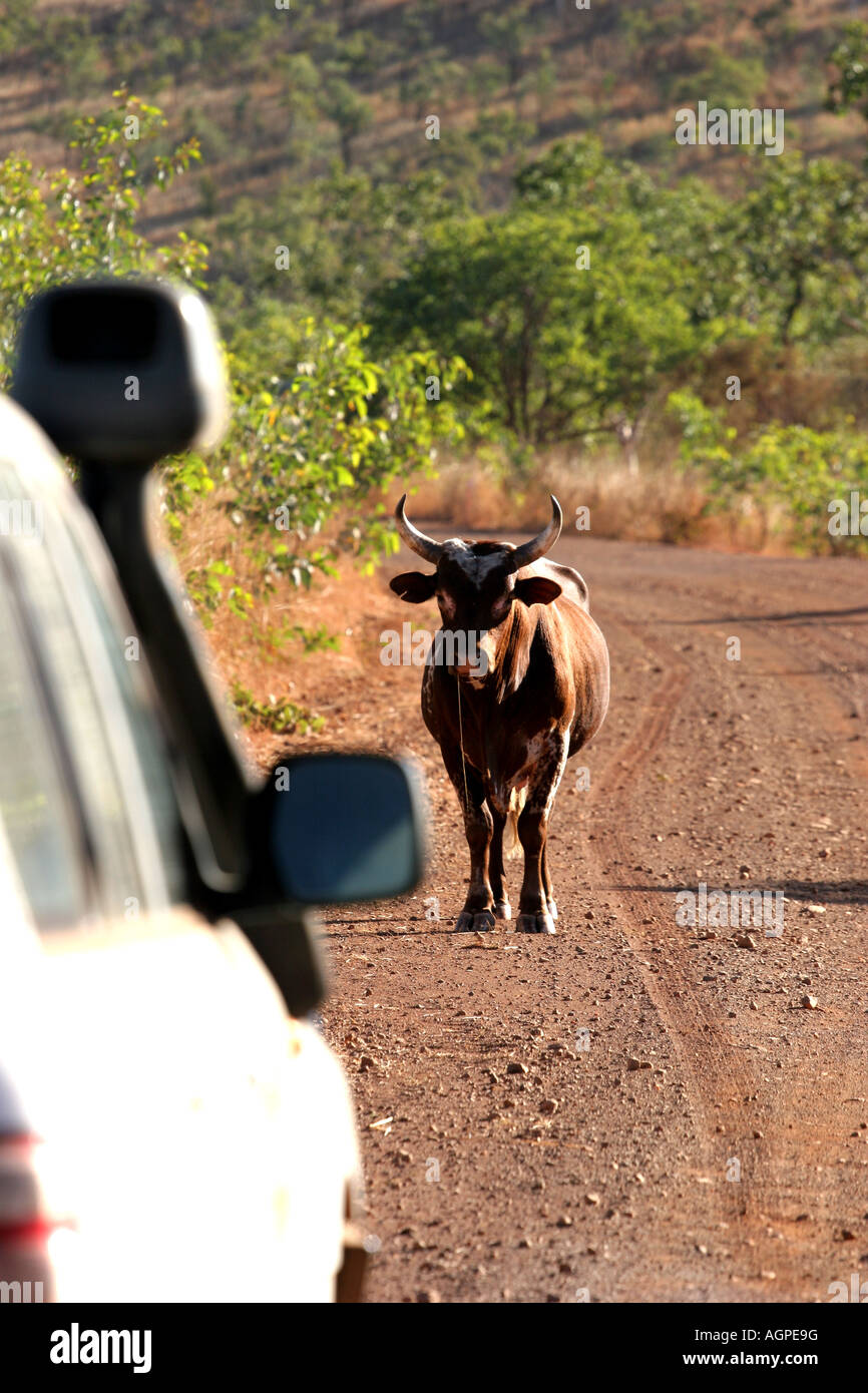 Kuh auf der Gibb River Road; Fahren, gefahren von Outback western Australia Stockfoto
