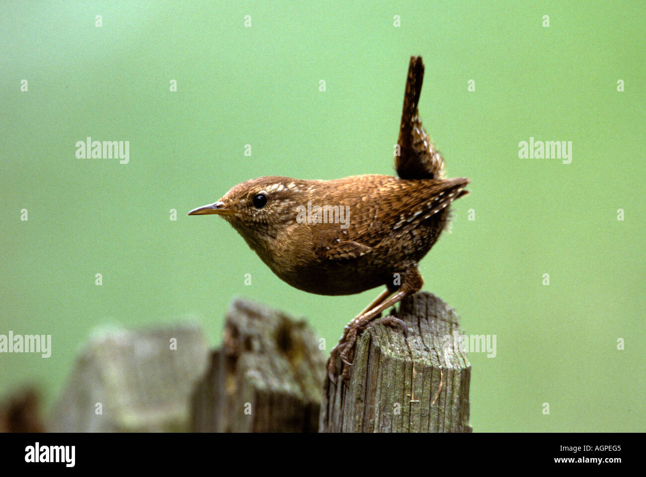 Nördlichen Wren / Winter Wren Stockfoto