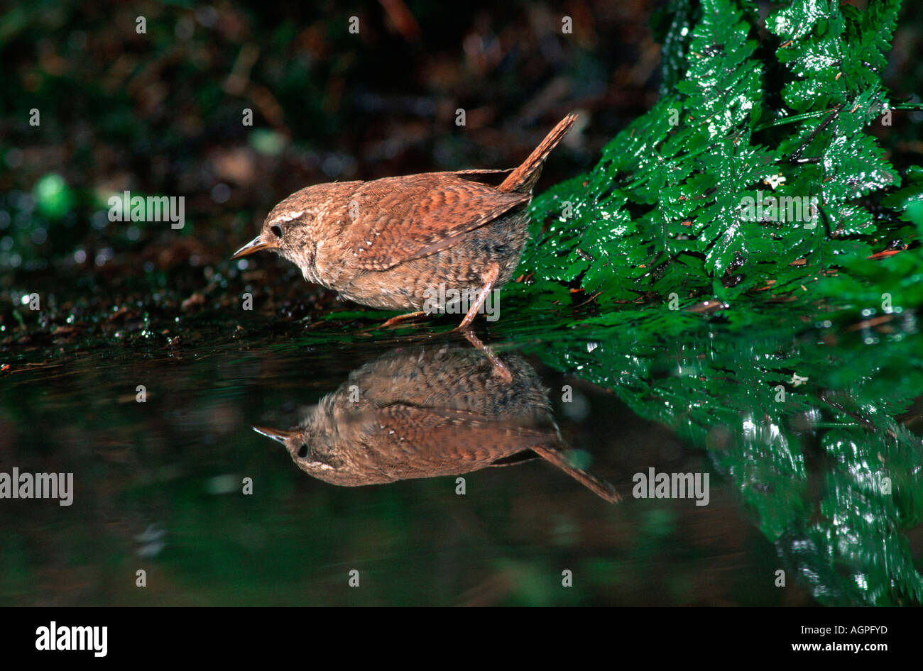 Nördlichen Wren / Winter Wren Stockfoto