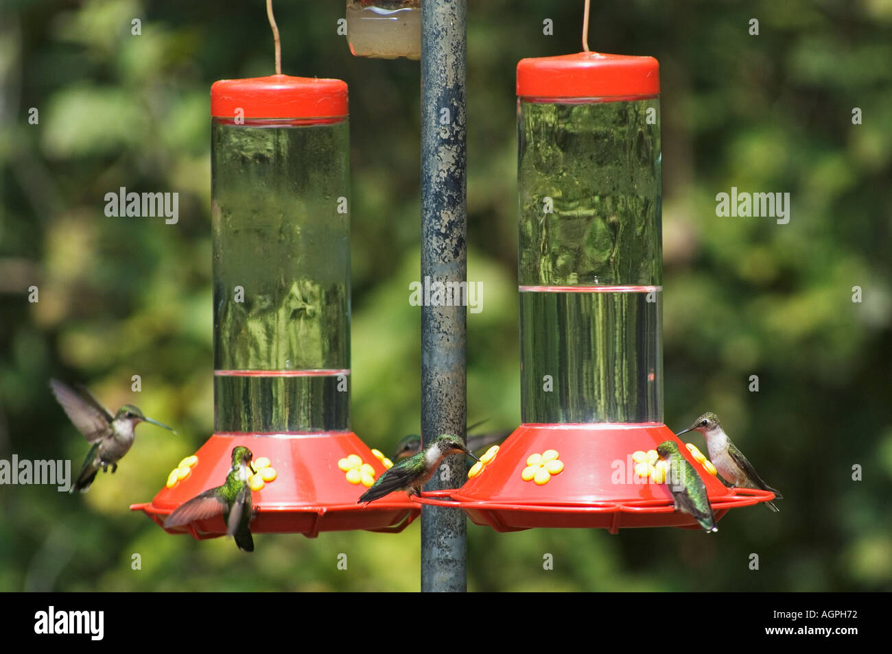 Ruby – Throated Kolibris Archilochos Colubris auf Feeder im Land zwischen den Seen in Kentucky Stockfoto