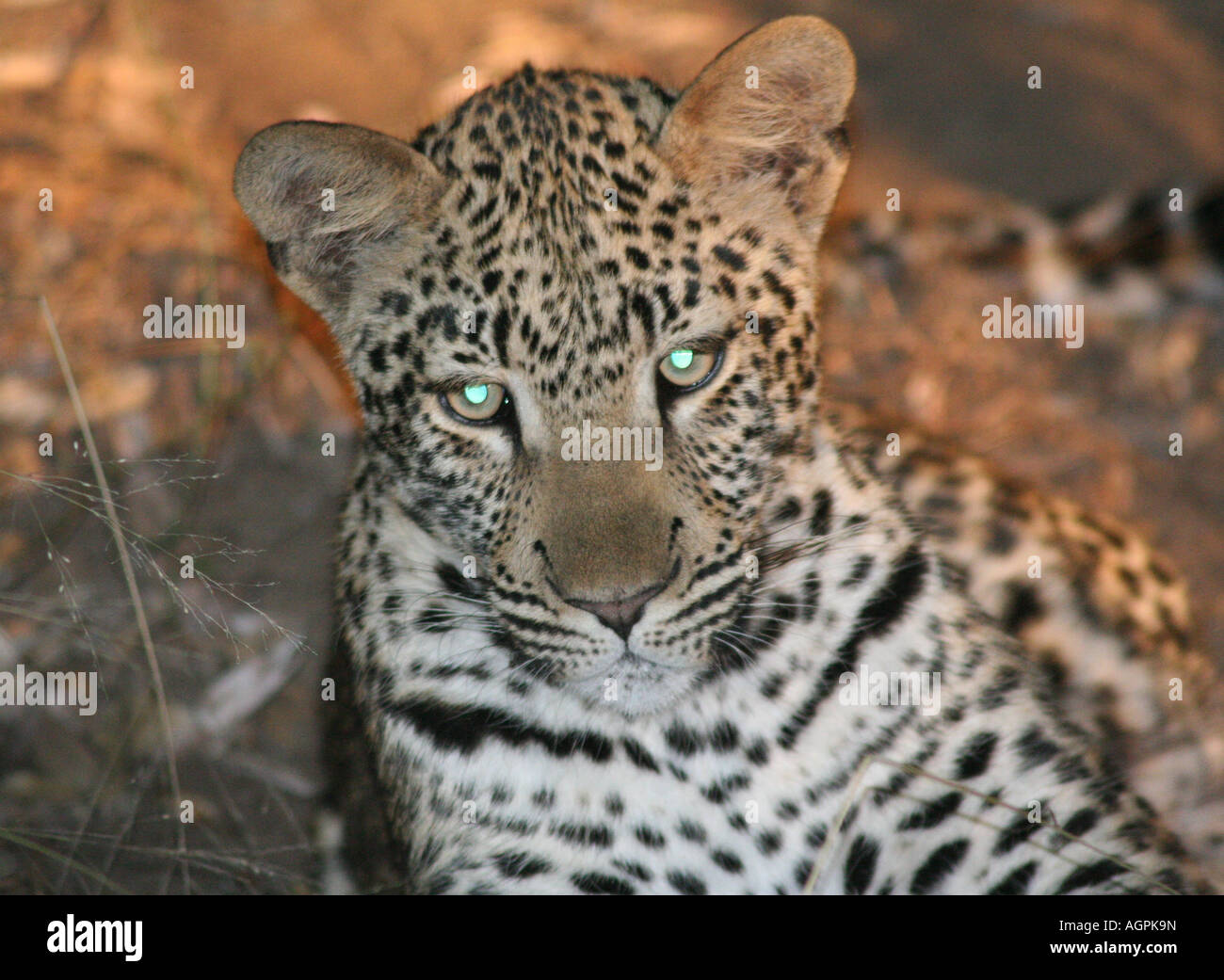 Leopard Cub bei Nacht Stockfoto