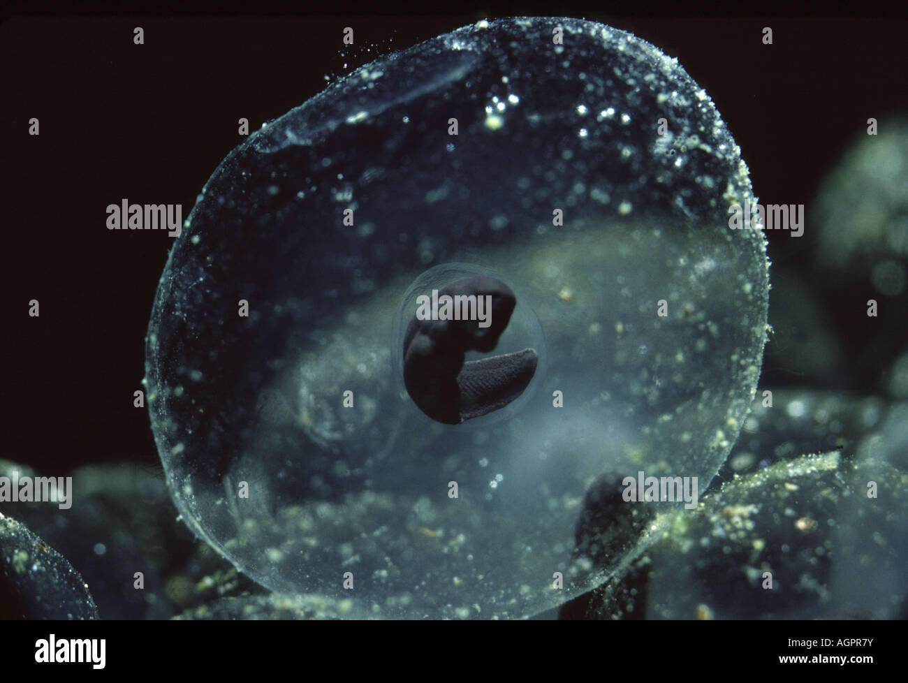 Gemeinsamen Frosch - Rana Temporaria-Developing Kaulquappe in Ei-Gelee Stockfoto