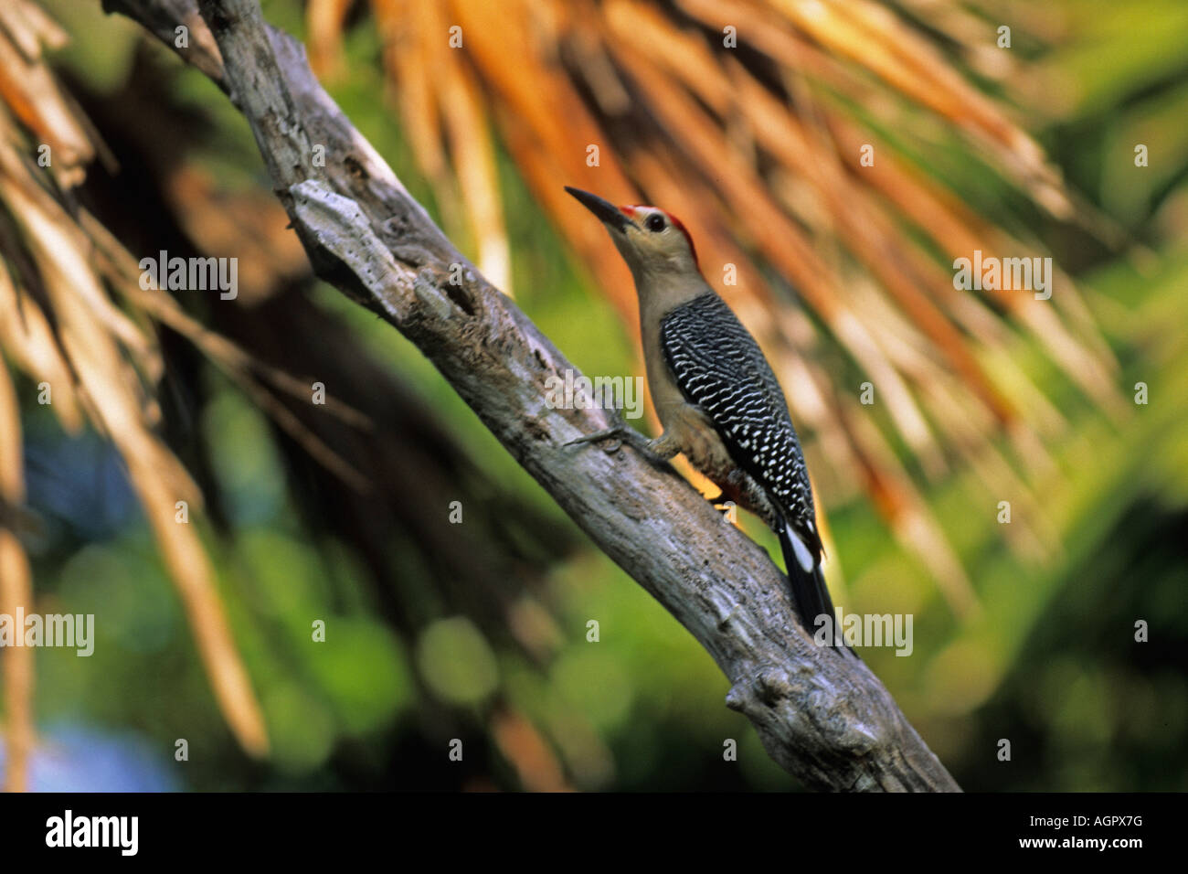Mexiko, Tulum, Specht auf Baumstamm sitzend Stockfoto