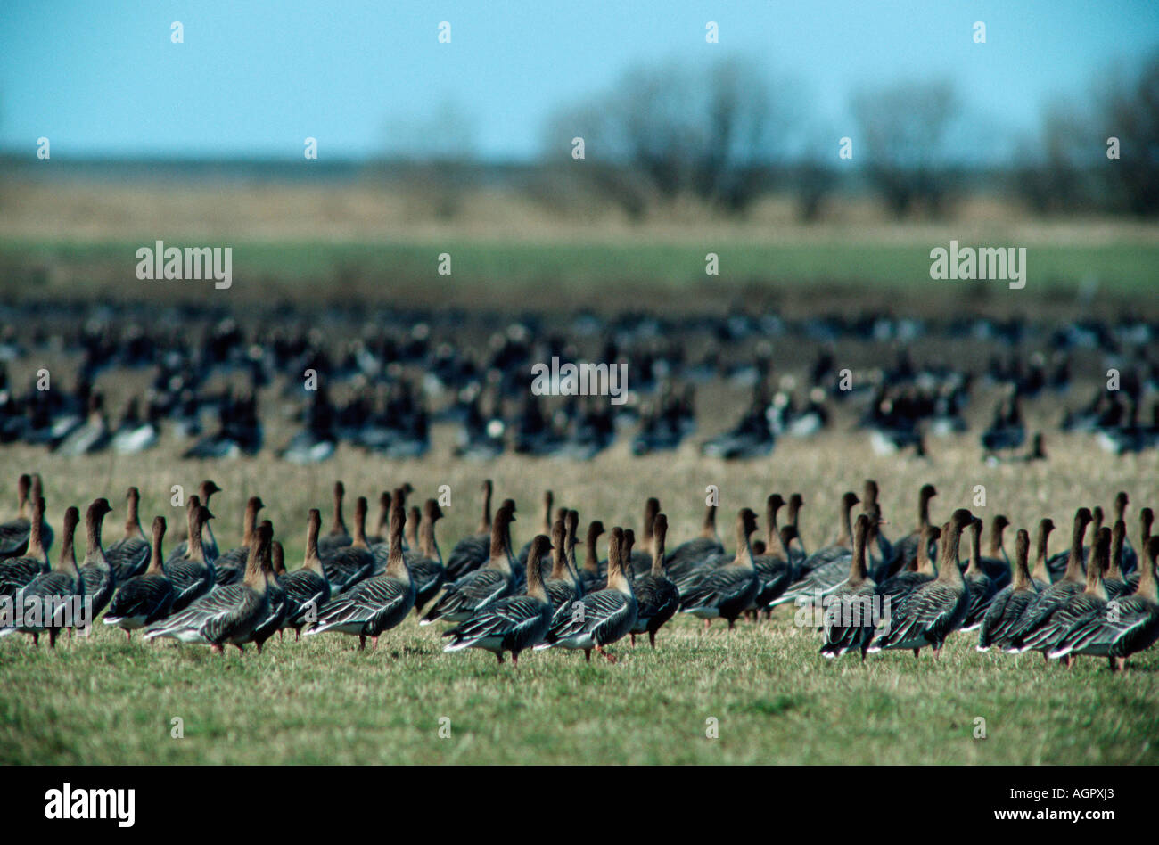 Pink-footed Goose / Kurzschnabelgans Stockfoto