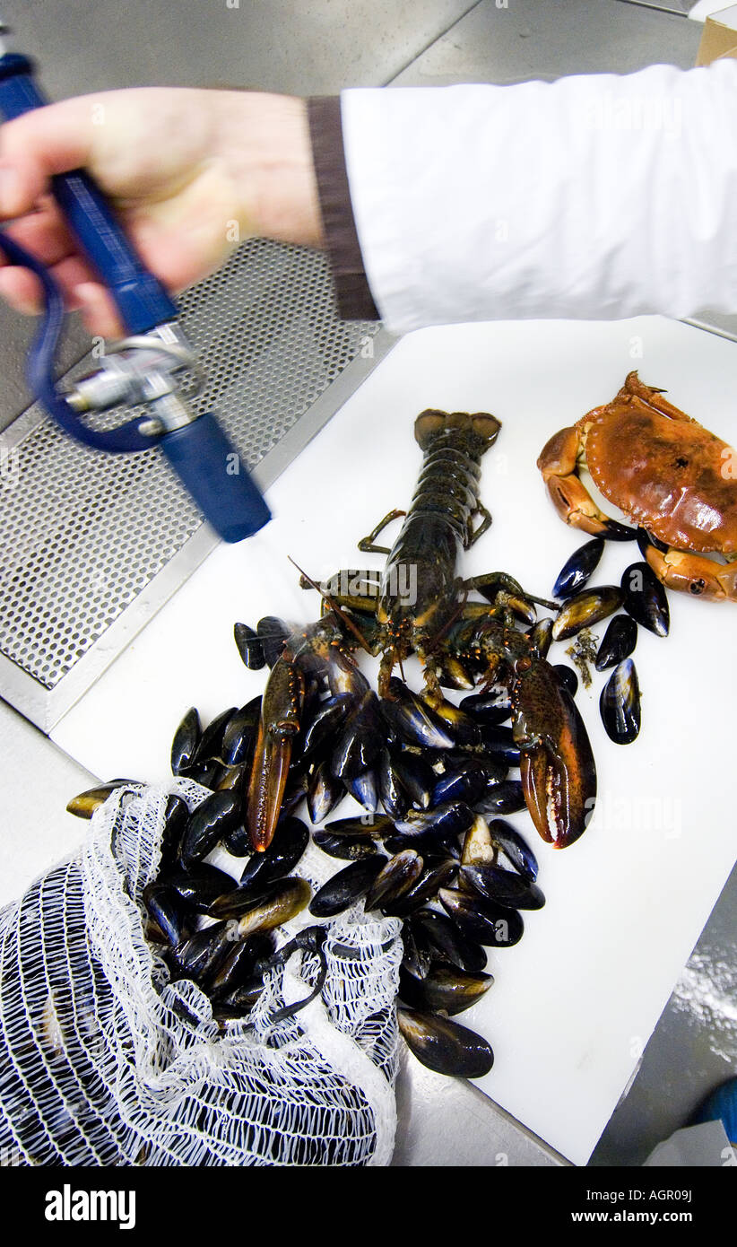 Bild von DAVID BURGES A Vielzahl von Fisch zu Fisch Markt Birmingham Stockfoto