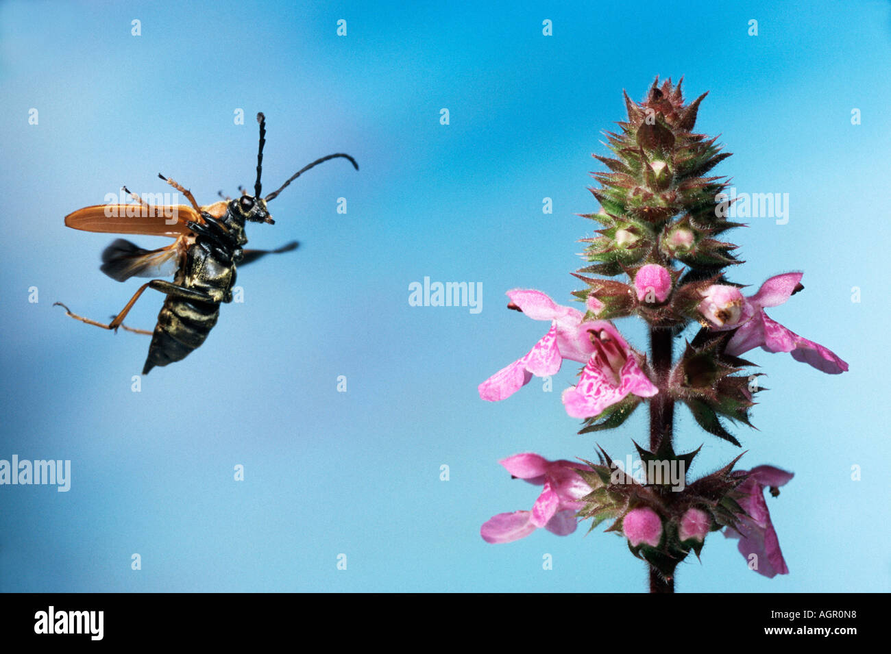 Longhorn Beetle / Rothalsbock / Roter Blumenbock / Bockkaefer Stockfoto