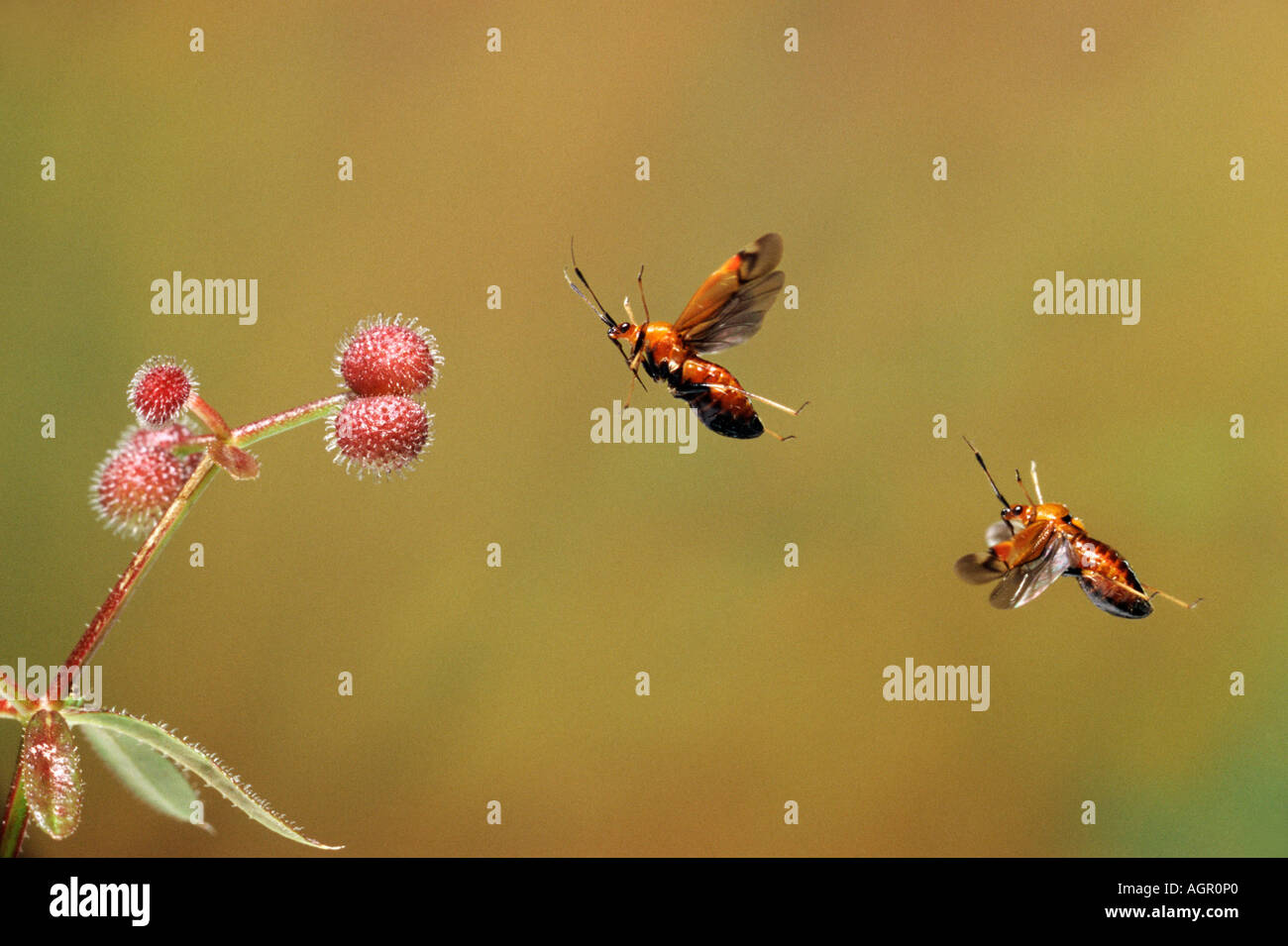 Roten Kapsid Bug / Rote Weichwanze Stockfoto