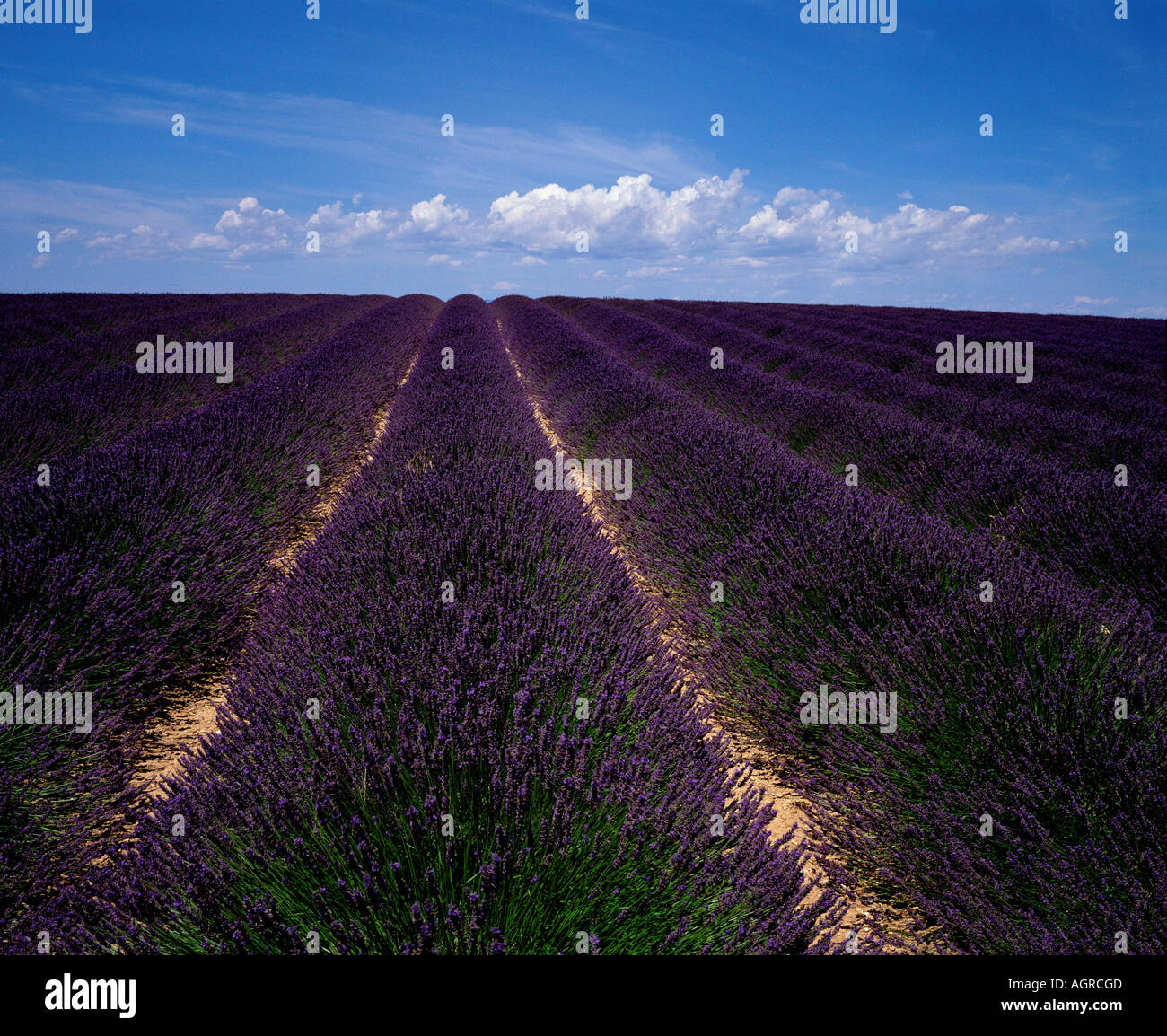 Lavendel Feld / Echter Lavendel / Lavendelfeld Stockfoto