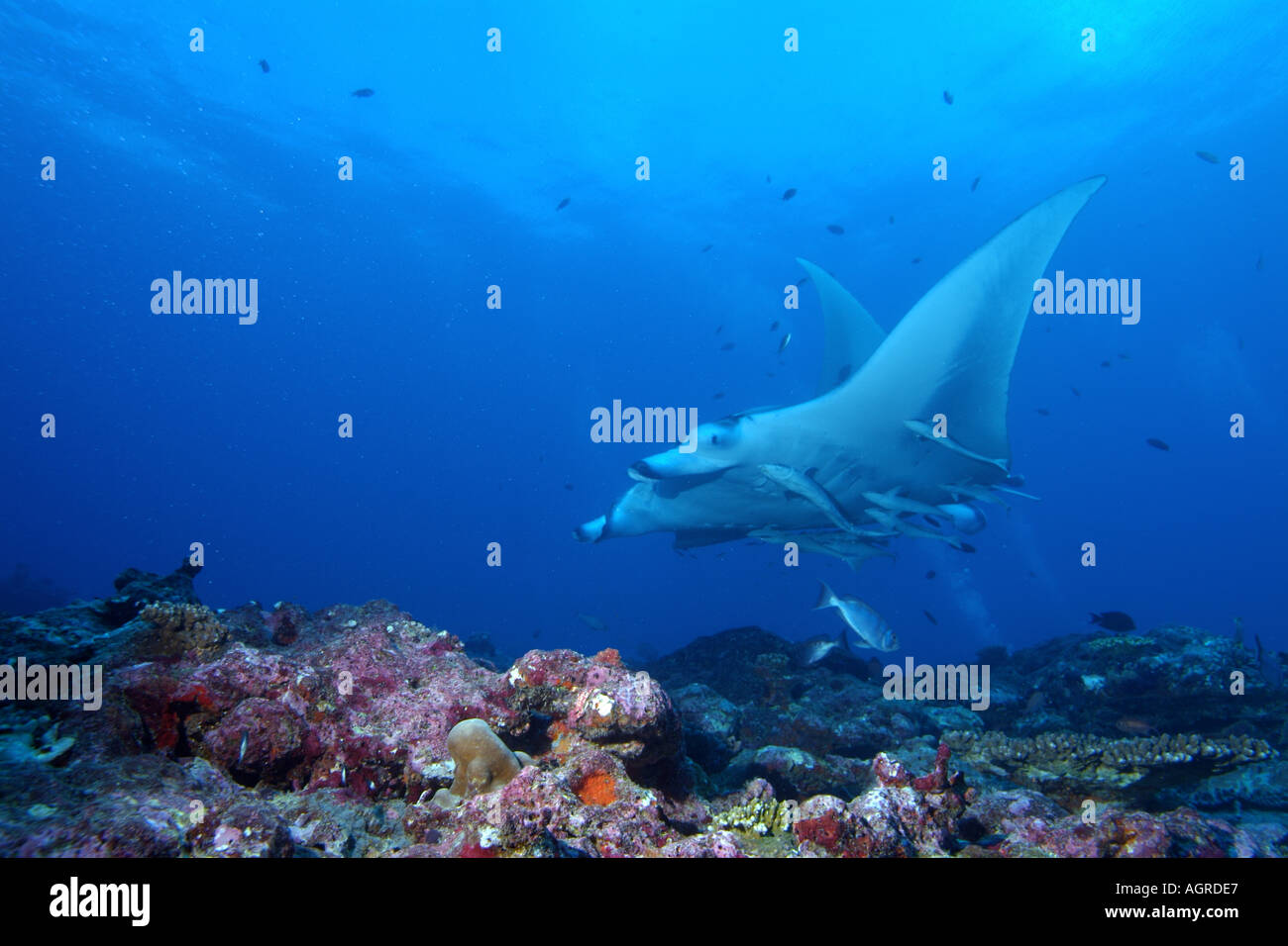 Malediven Nord male Atolls Lanka einen riesigen Mantarochen Manta Birostris um die Reinigungsstation benannt manta Stockfoto