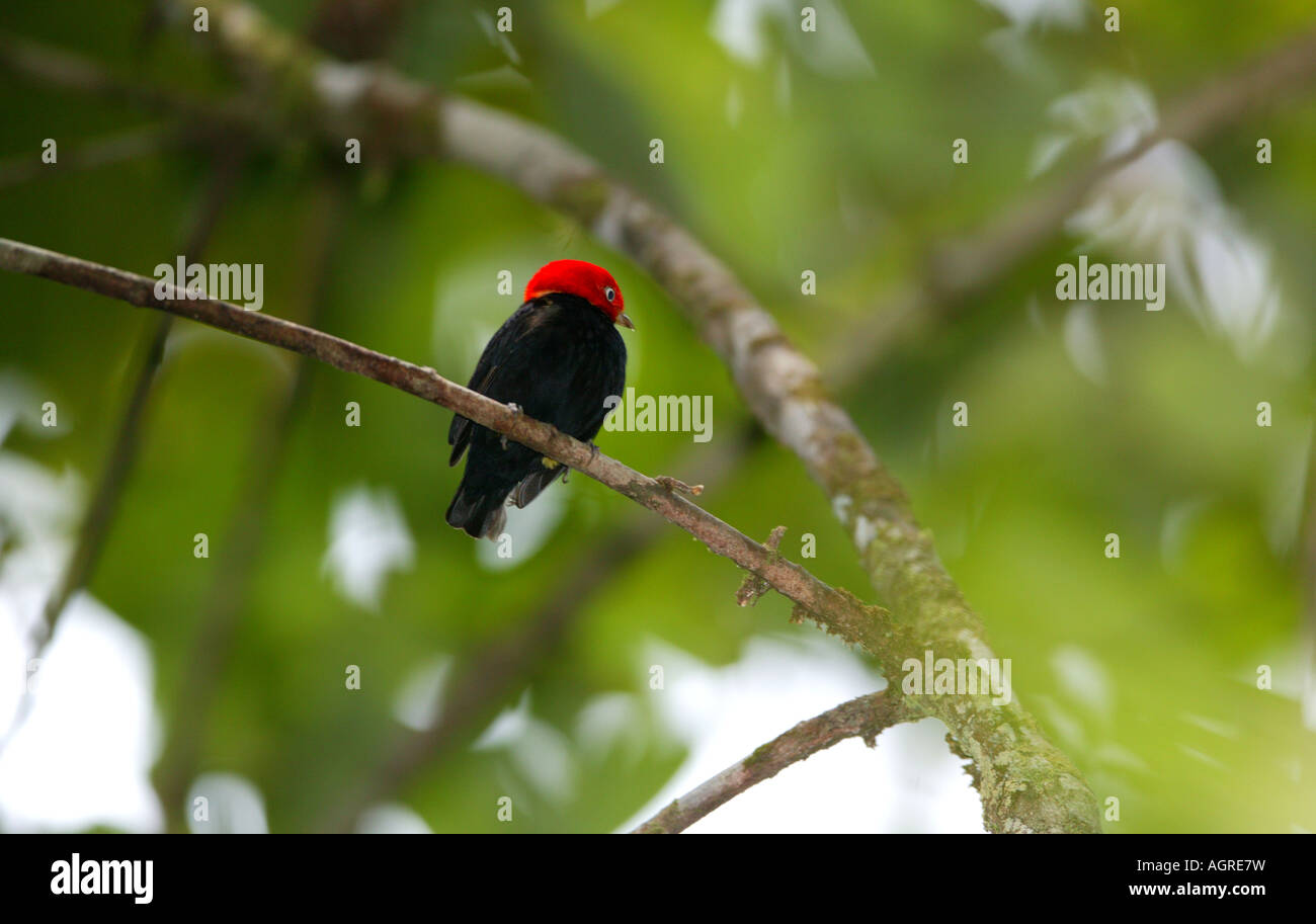 Red-capped Manakin, Pipra mentalis, im Regenwald des Burbayar Naturschutzgebiet, Republik Panama. Stockfoto