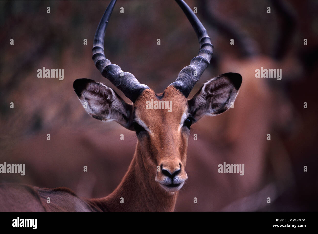 Nahaufnahme eines Impala, Aepyceros melampus, im Timbavati Naturschutzgebiet, Südafrika. Stockfoto