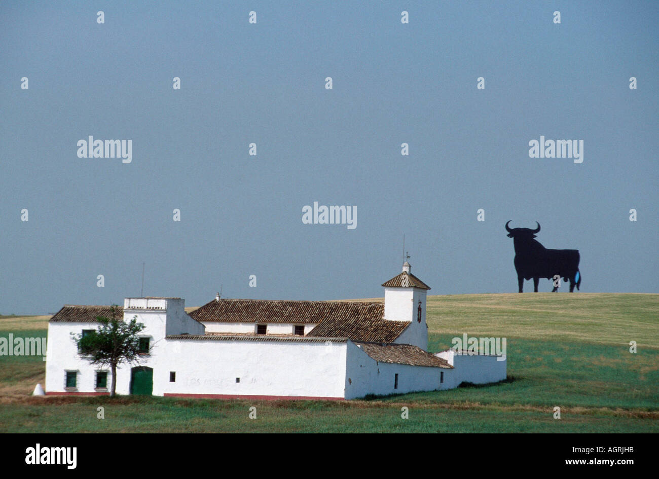 Haus und Osborne Stier Stockfoto