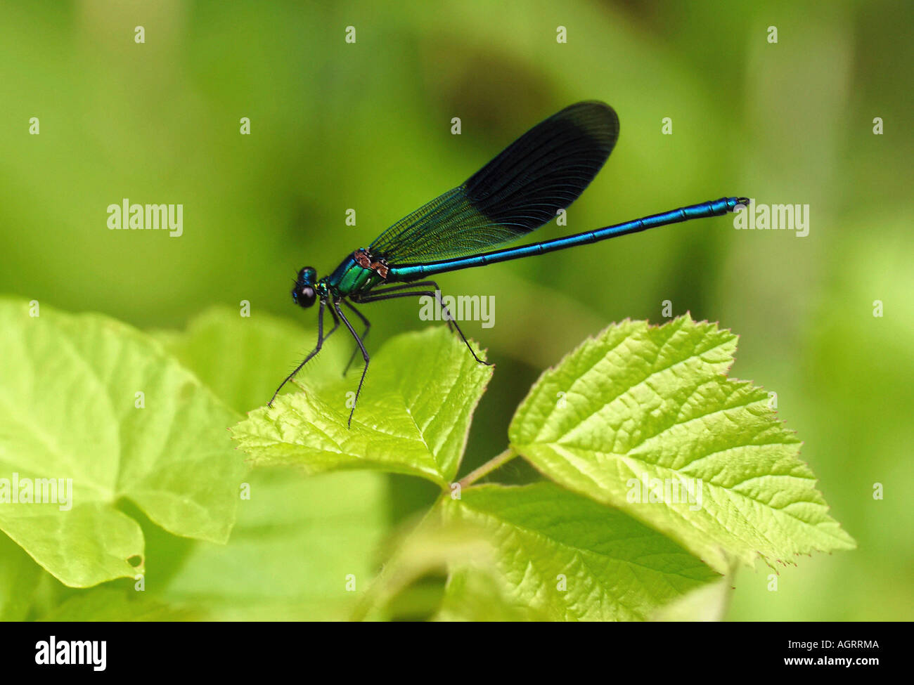 Blackwing gebändert / Agrion gebändert Stockfoto