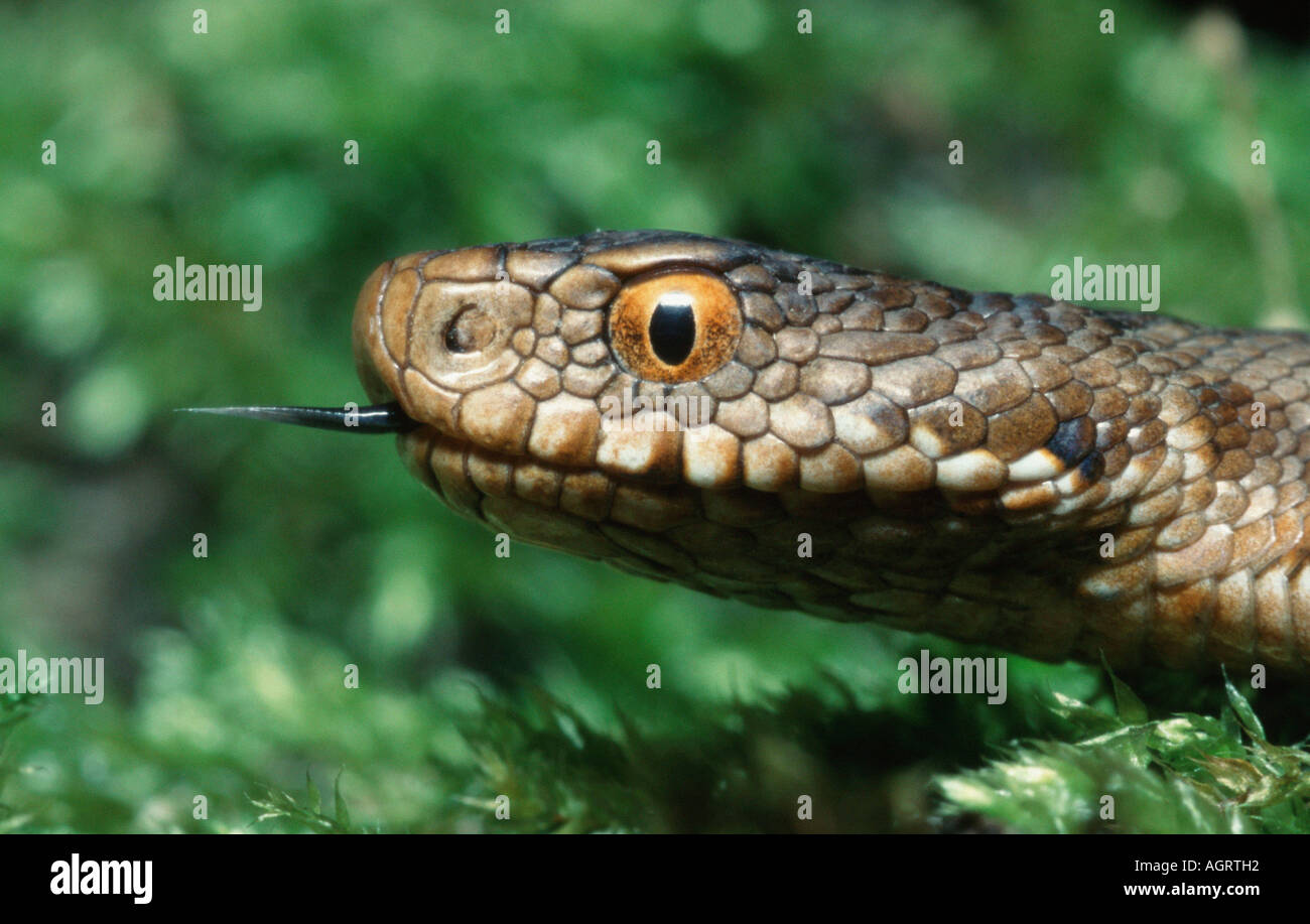 Addierer / Common Viper Stockfoto