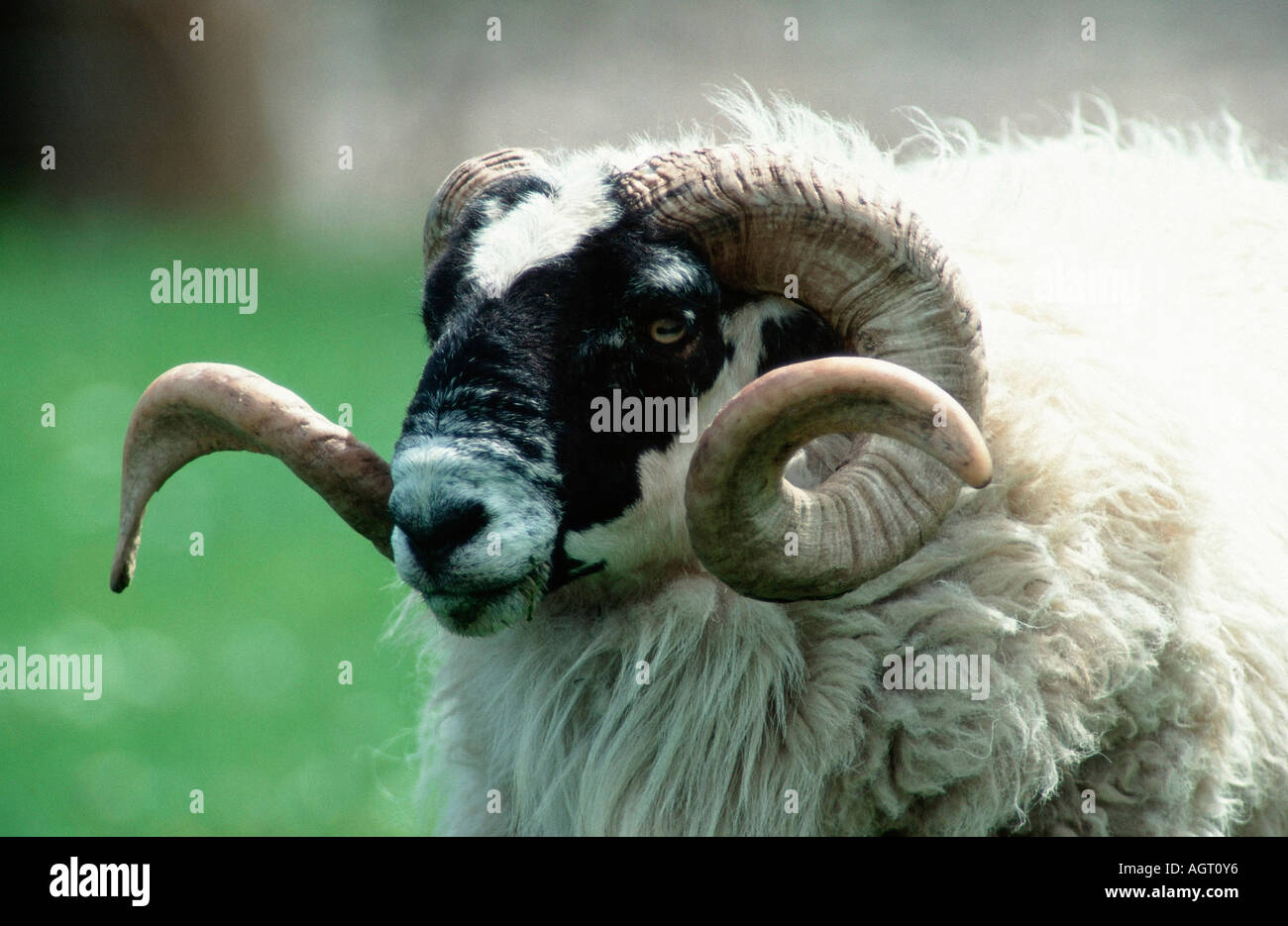 Schafe / schottischen Blackface Stockfoto