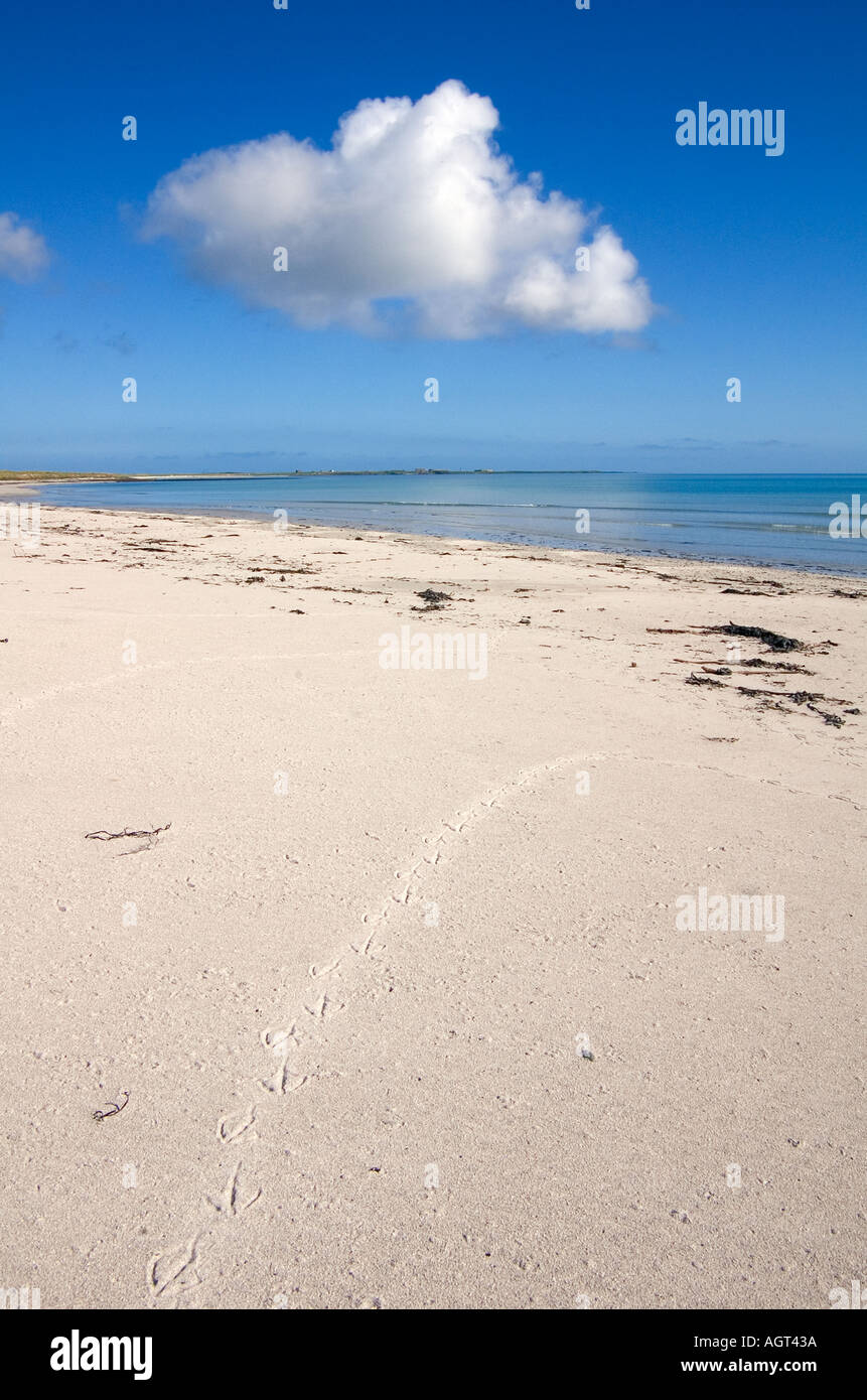 dh Bay of Lopness SANDAY ORKNEY Seabird Gewebte Fußspuren im Sand am weißen Sandstrand ruhige unberührte Insel schottland abgelegene Vögel Stockfoto