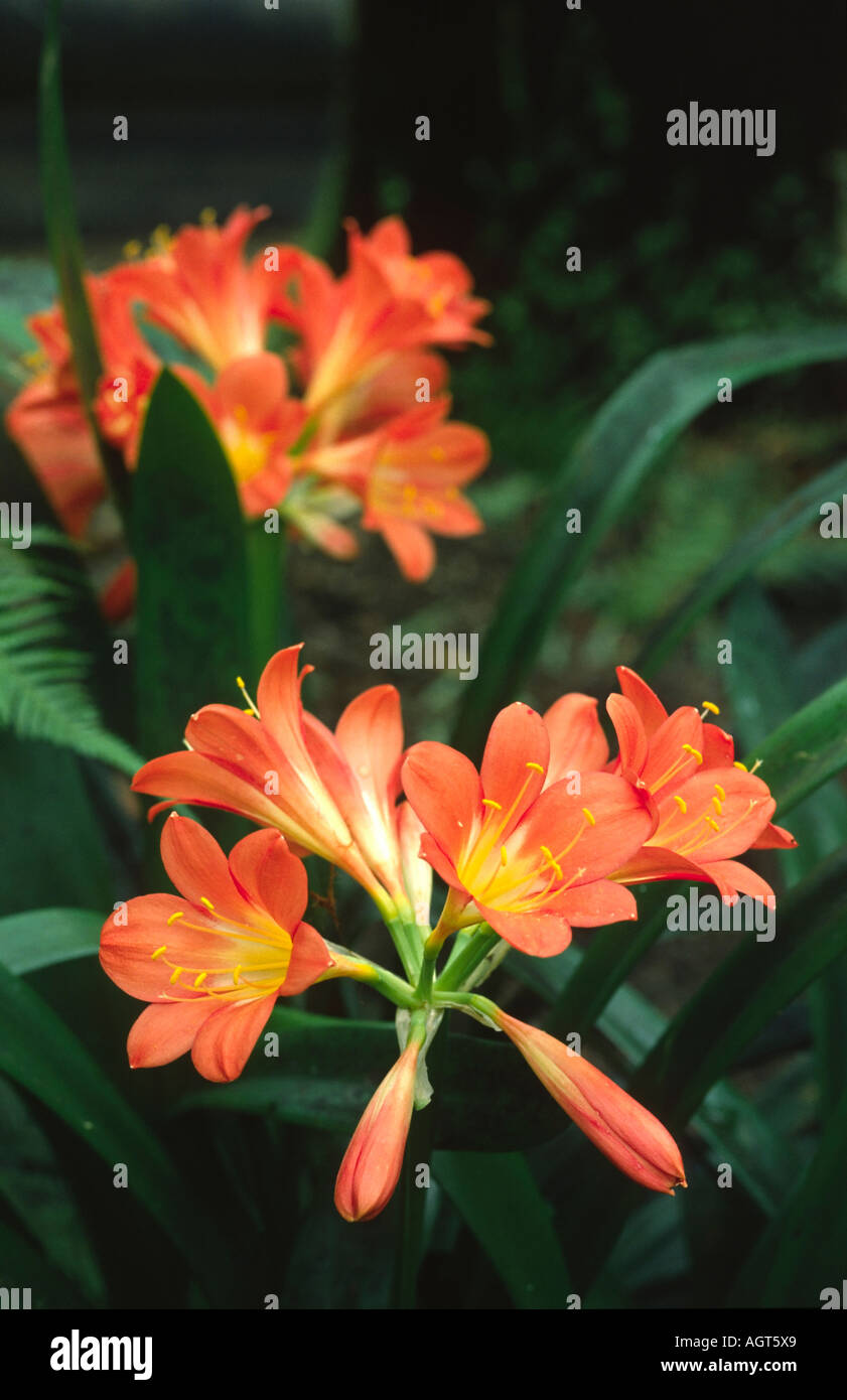 Clivia Miniata, Familie der Amaryllisgewächse aus Südafrika. Auch bekannt als Bush Lily oder Boslelie in Afrikaans oder Umayime in Zulu Stockfoto
