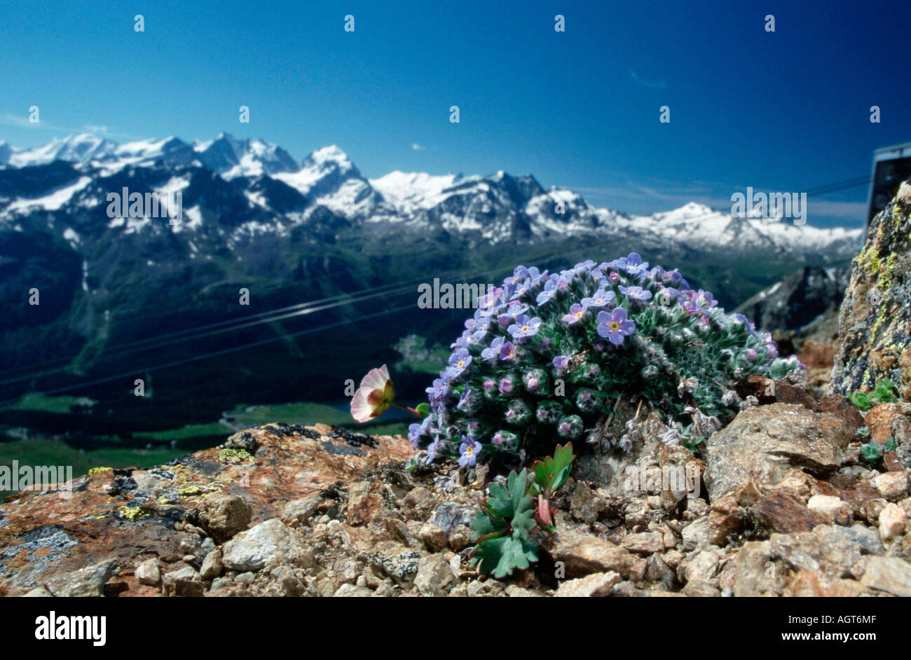 Alpine Vergissmeinnicht Stockfoto