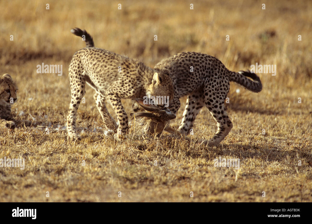 Geparden Gepard Afrika Savanne Tier wildcat Wildkatze Raubkatze Säugetiere Säugetier Säugetiere Raubtier Raubtiere Tier Stockfoto