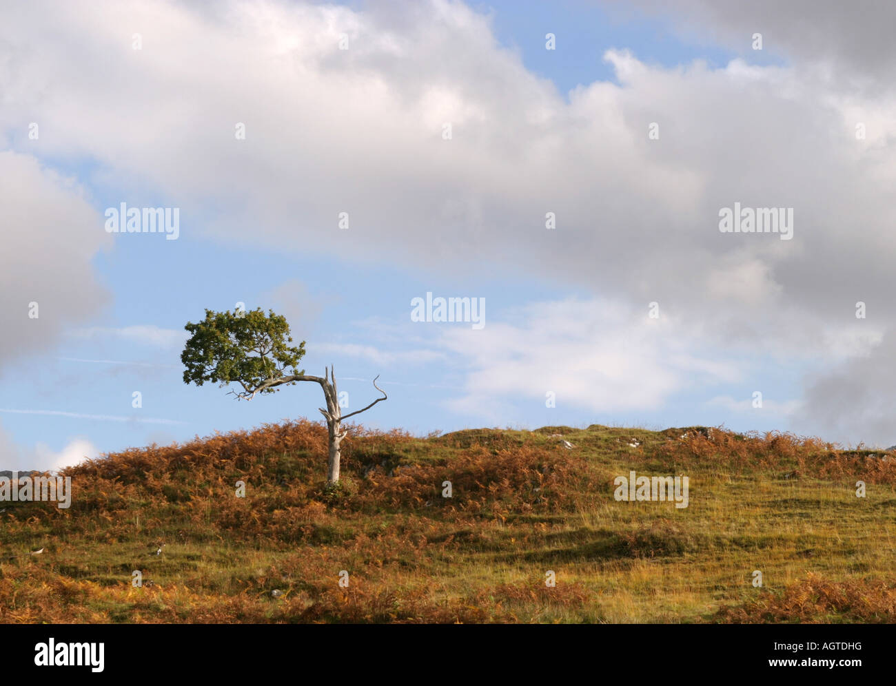 Baum in Schottland von konstanten Wind gebogen Stockfoto