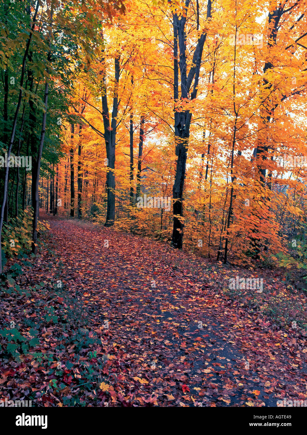 Pfad im Herbst mit goldenen Blätter an Bäumen und Blätter auf dem Weg Stockfoto