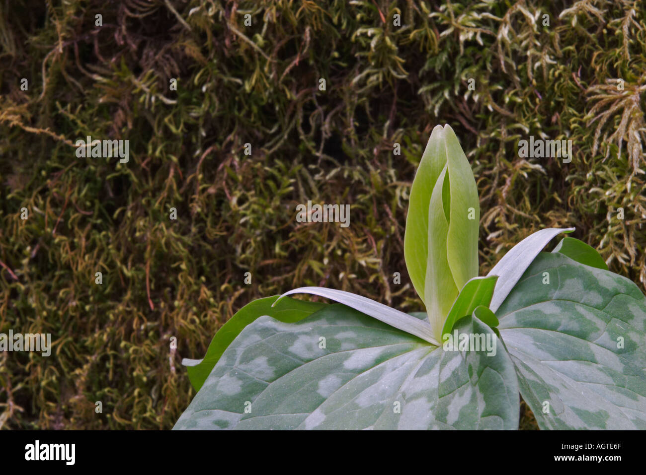 Gelbe Trillium Trillium Luteum wächst gegen Moos Abdeckung Felsen in den Great Smoky Mountains National Park Stockfoto