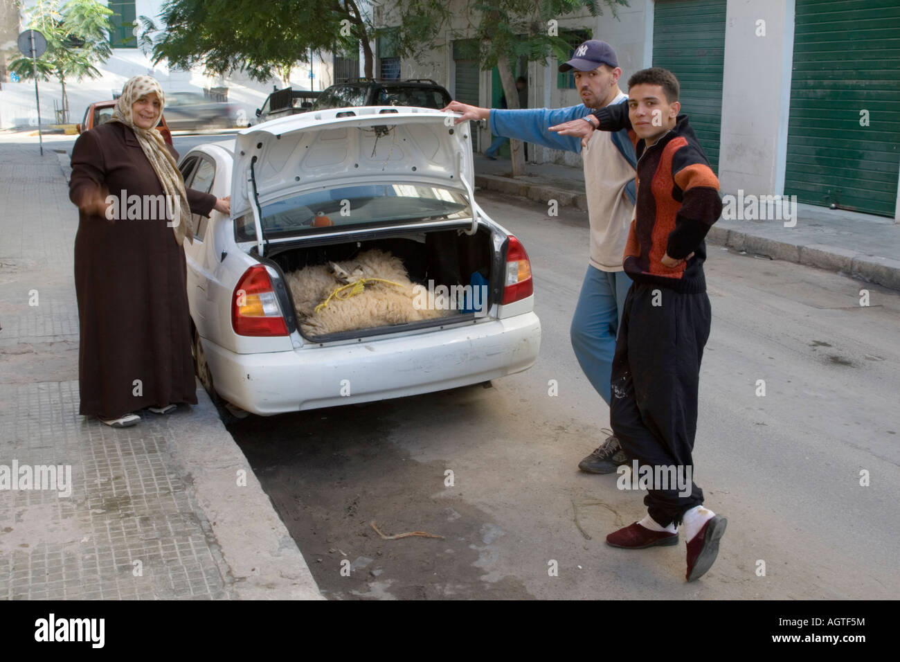 Tripolis Libyen Eid Al Adha Schaf Im Kofferraum Kofferraum Auf Dem Weg Zur Ihr Opfer Stockfotografie Alamy