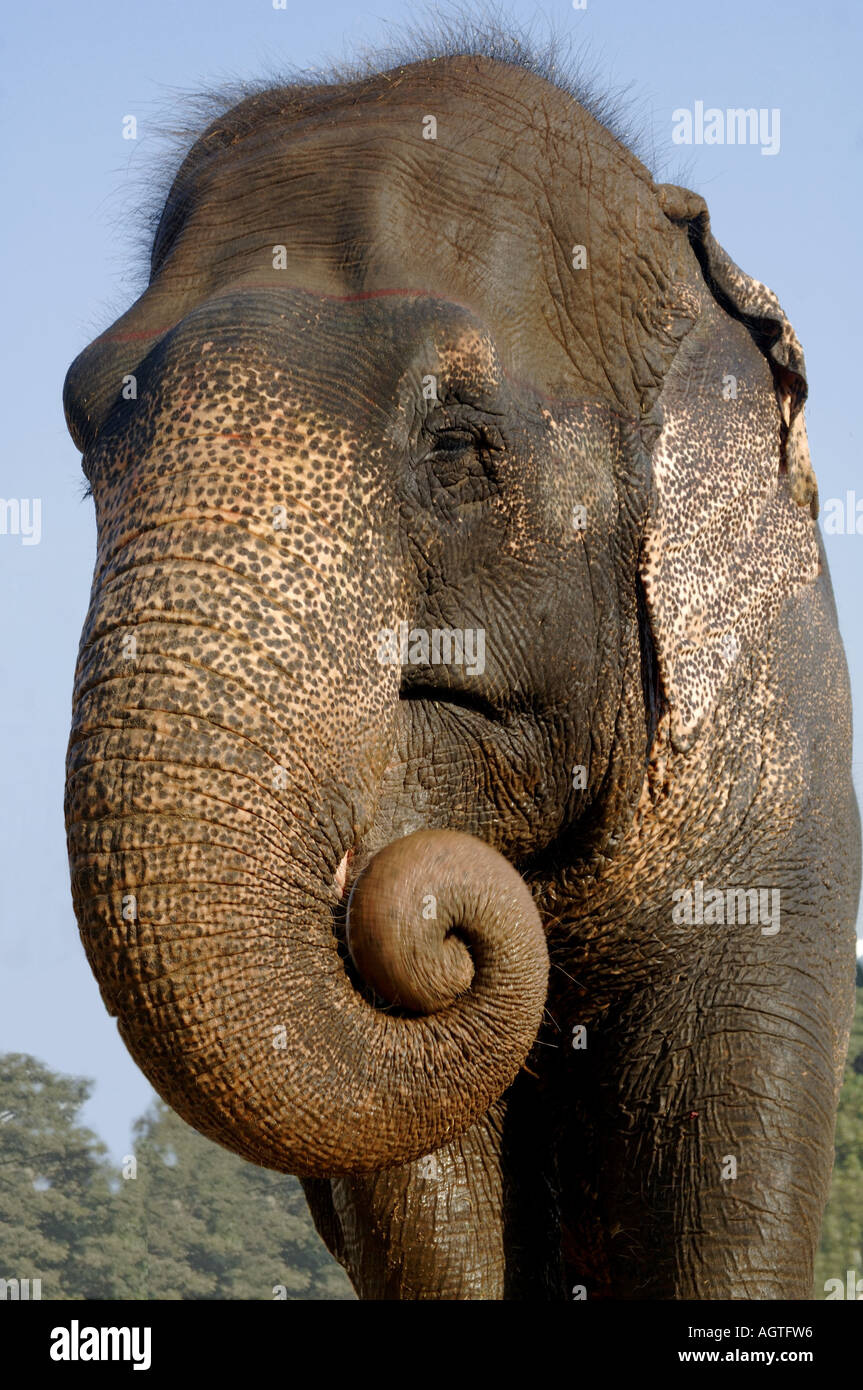 HMA79939 Asiatischer Elefant Elephas Maximus Nahaufnahme von gewickelten Stamm Stockfoto