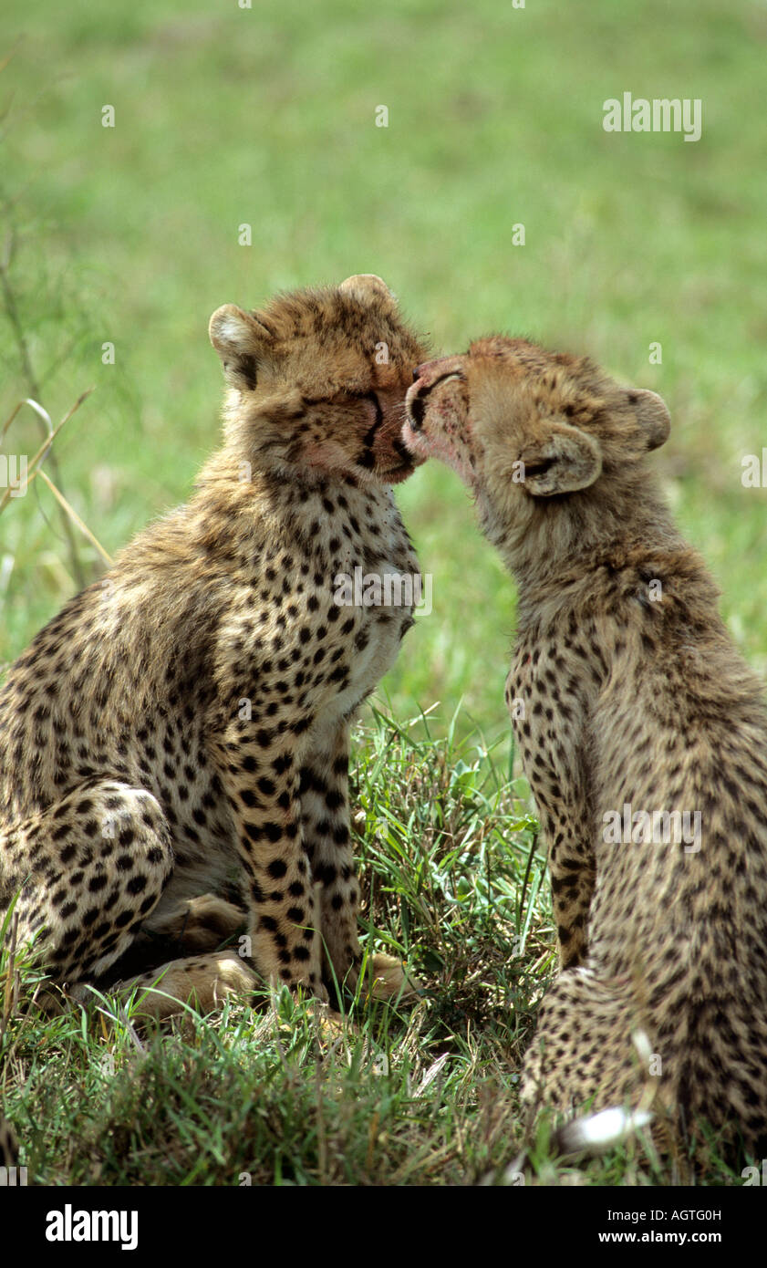 Welpe Welpen lecken lecken Reinigung Gepard Geparden Afrika Tier Wildkatzen Wildkatze Raubkatze Katzen Säugetier Säugetiere Säugetier Stockfoto