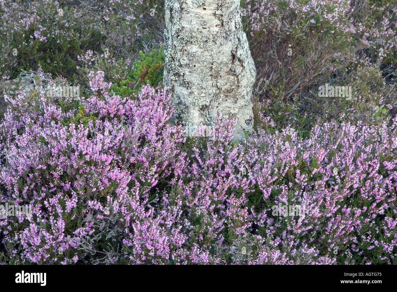 Scottish Heather Moore und Silver Birch Tree Ling Vielzahl Braemar, Cairngorm National Park Stockfoto