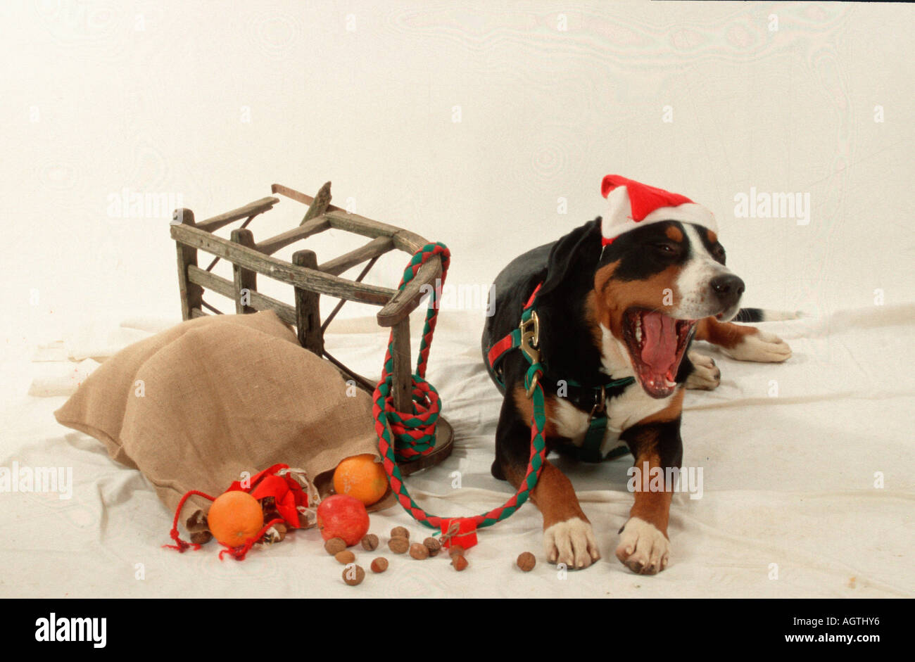 Mehr Schweizer Sennenhund Stockfoto