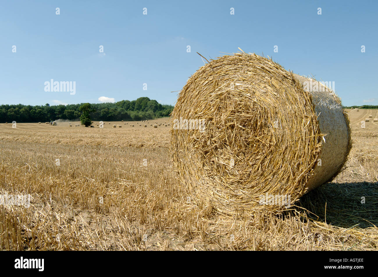 Nahaufnahme von Stroh Rundballen auf teilweise Ballen geschnitten Weizen Stockfoto