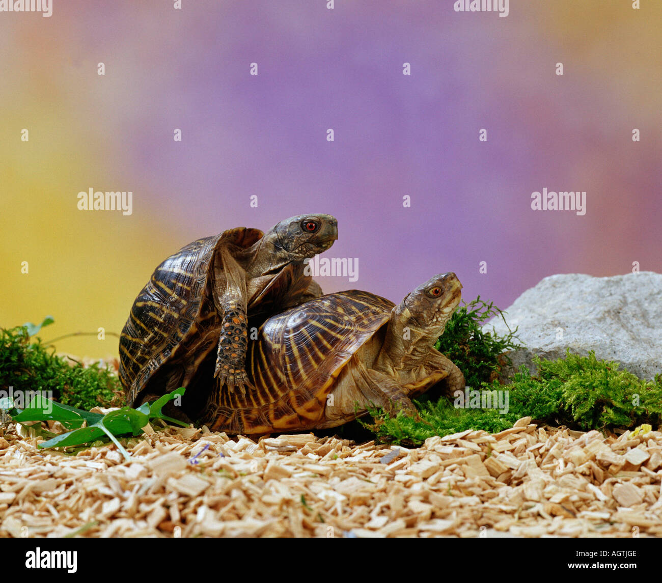 Verzierten Kasten-Schildkröte Stockfoto