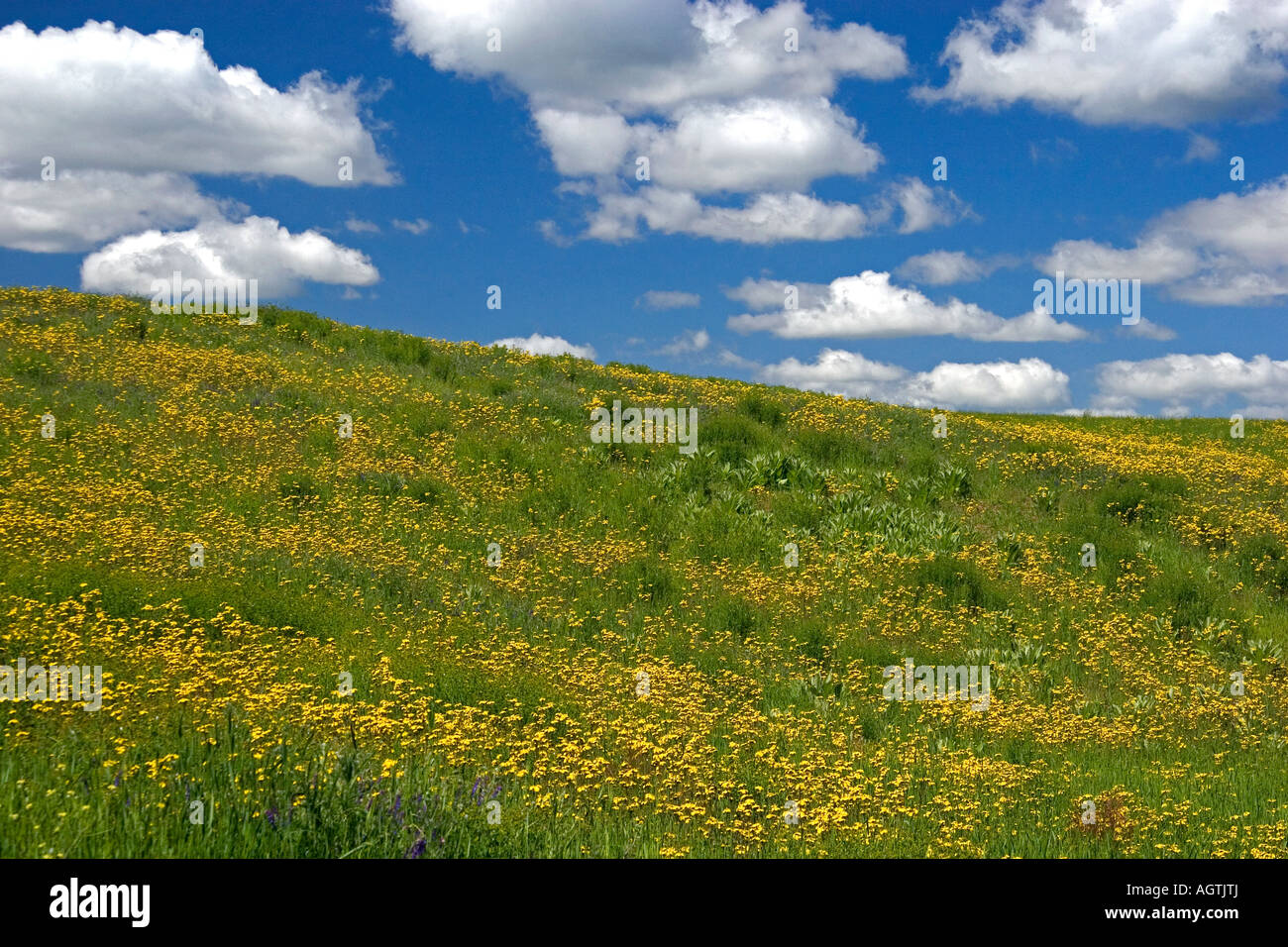 Gelbe Wildblumen auf einem Hügel in der Nähe von Harrison Idaho Stockfoto