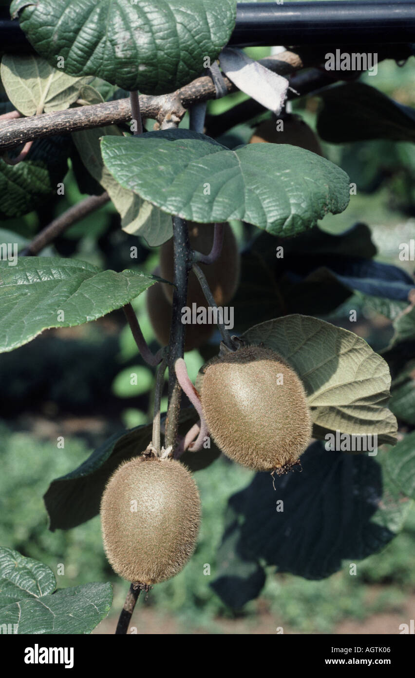 Kiwifrucht wächst auf Reben Schnitt Chinensis Griechenland Stockfoto