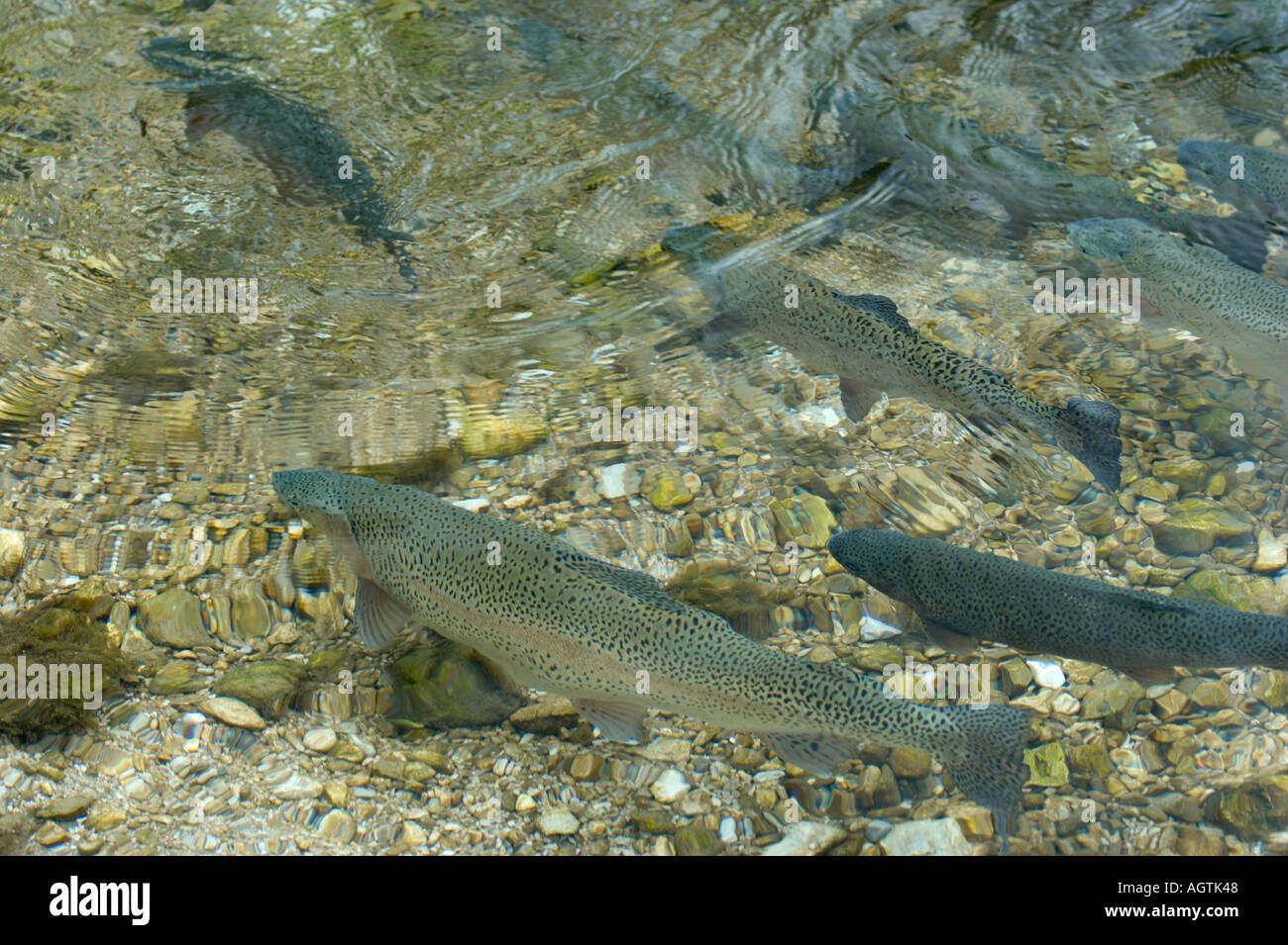 Forellen im Bach. Österreich Stockfotografie - Alamy