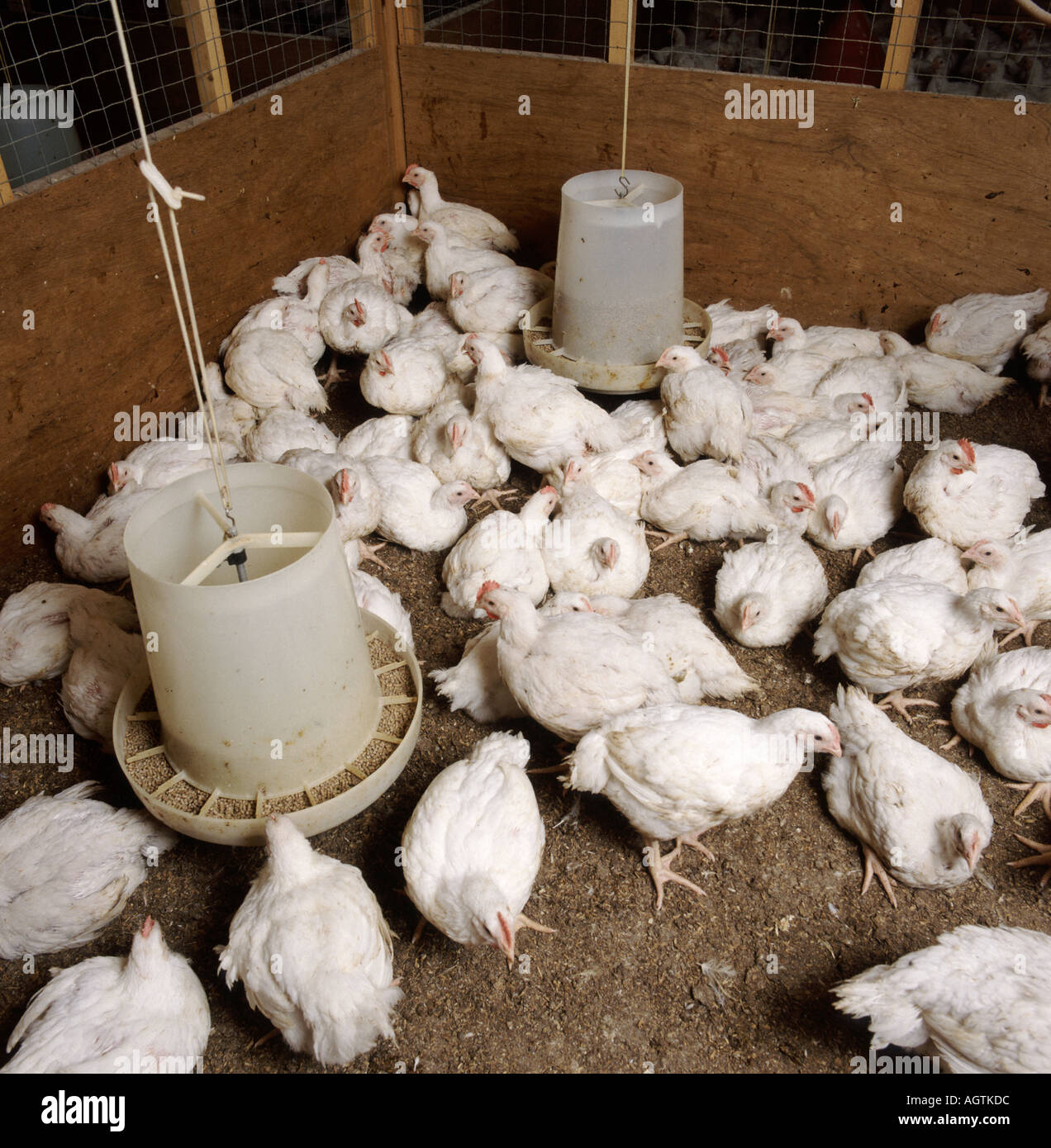Huhn Masthähnchen in Stift gezüchtet für Fleischessen Stockfoto