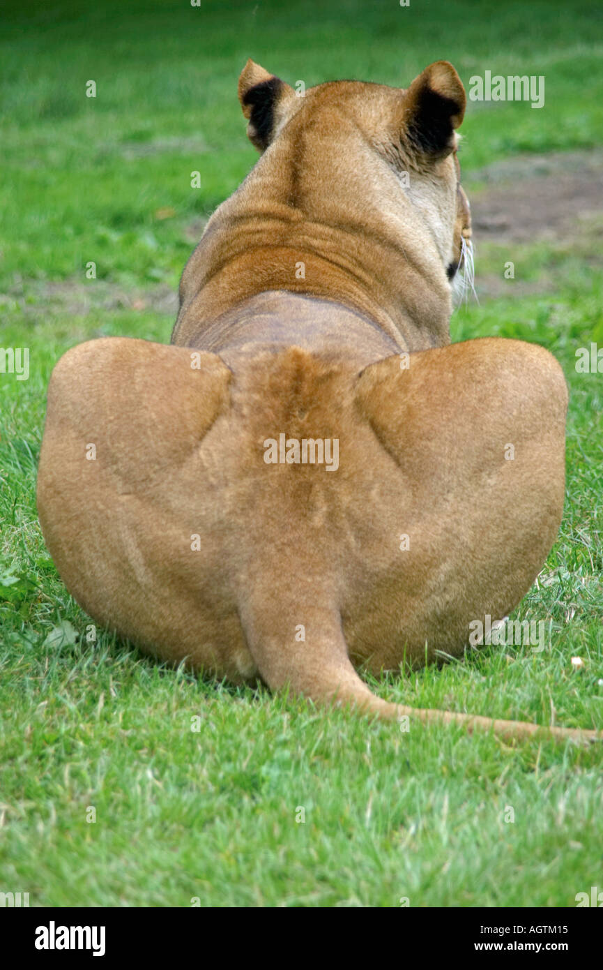 Ansicht der Rückseite des Löwin (Panthera leo) ruht auf Gras Stockfoto