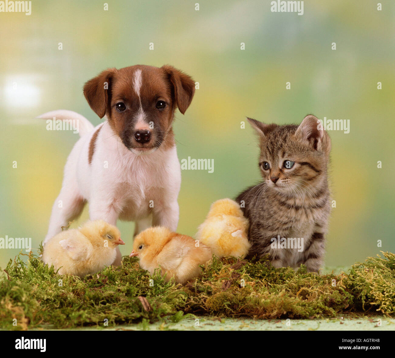 Küken, Hund und Katze Stockfotografie - Alamy