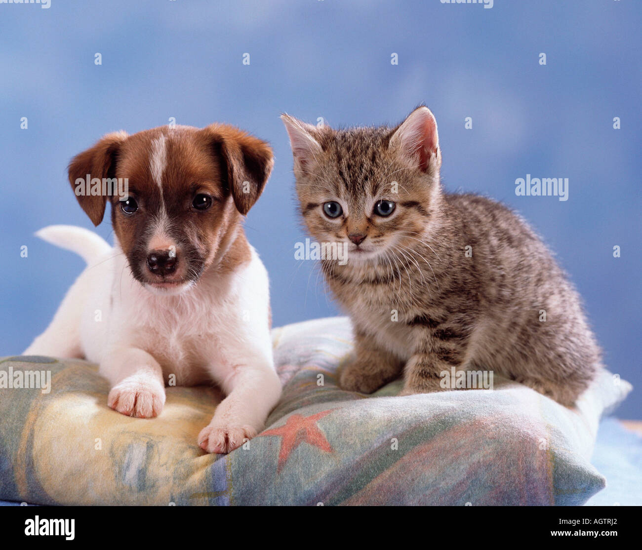 Katze und Hund Stockfoto