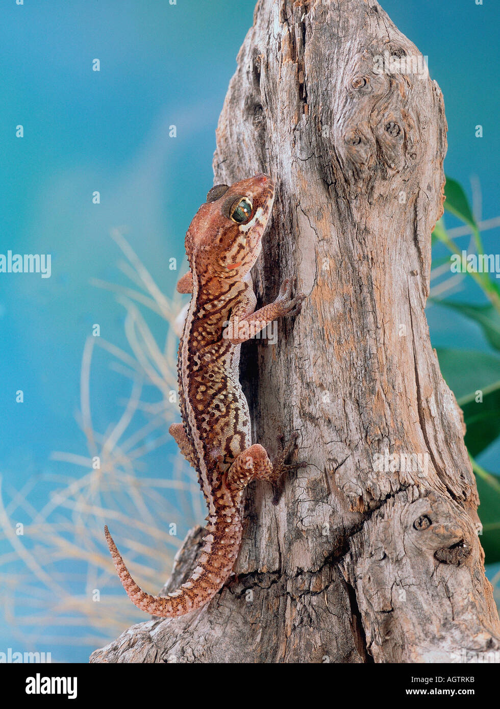 Madagaskar-Boden-Gecko Stockfoto