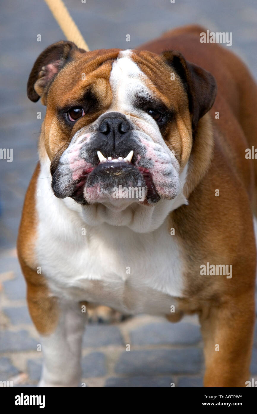 Eine englische Bulldogge in Belgien Stockfoto