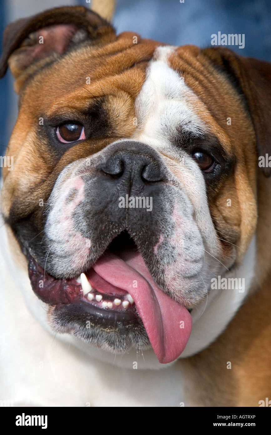 Eine englische Bulldogge in Belgien Stockfoto