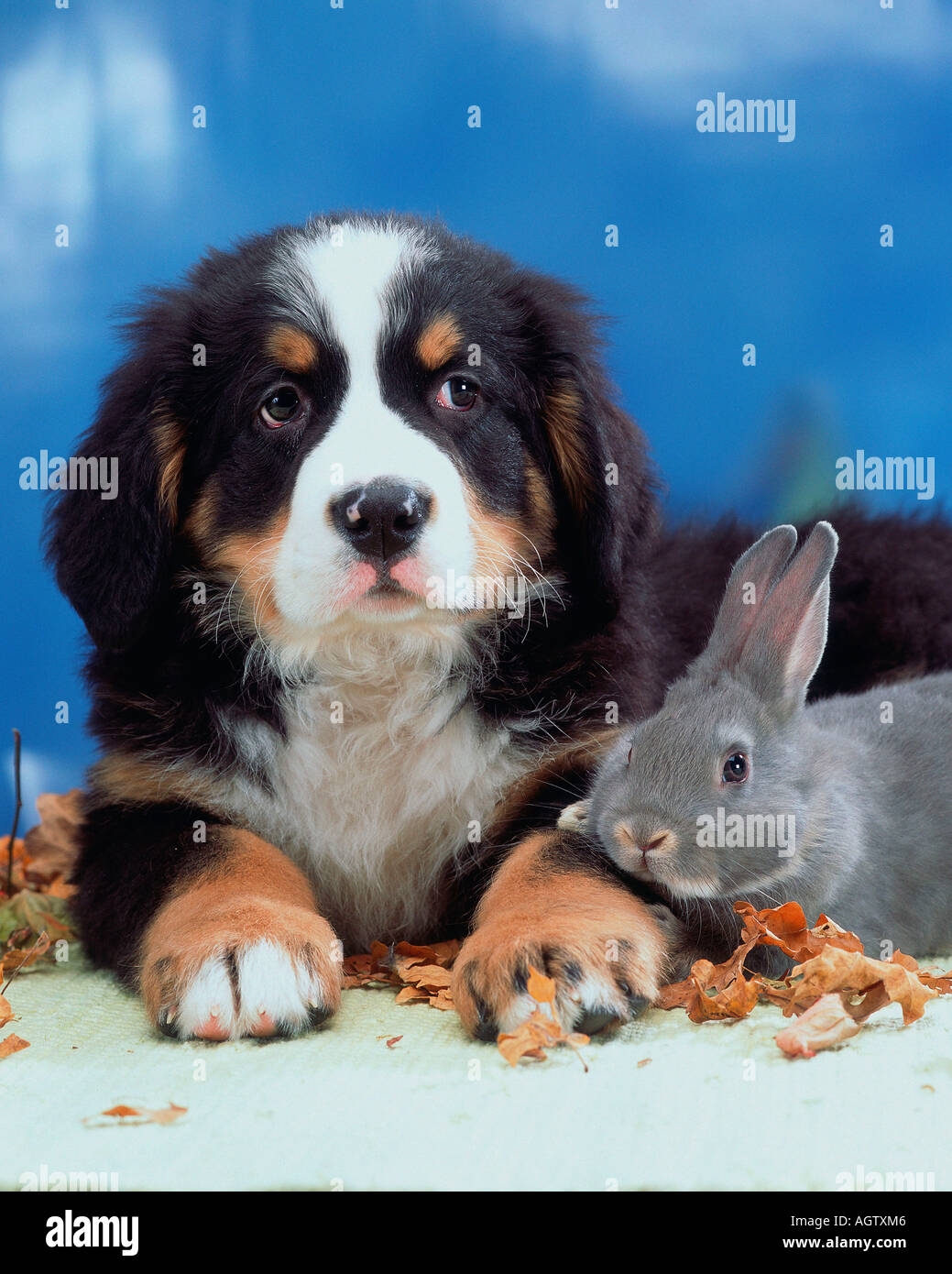 Hund mit hase -Fotos und -Bildmaterial in hoher Auflösung – Alamy