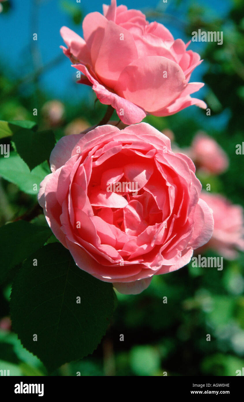 Englische Rose Stockfoto