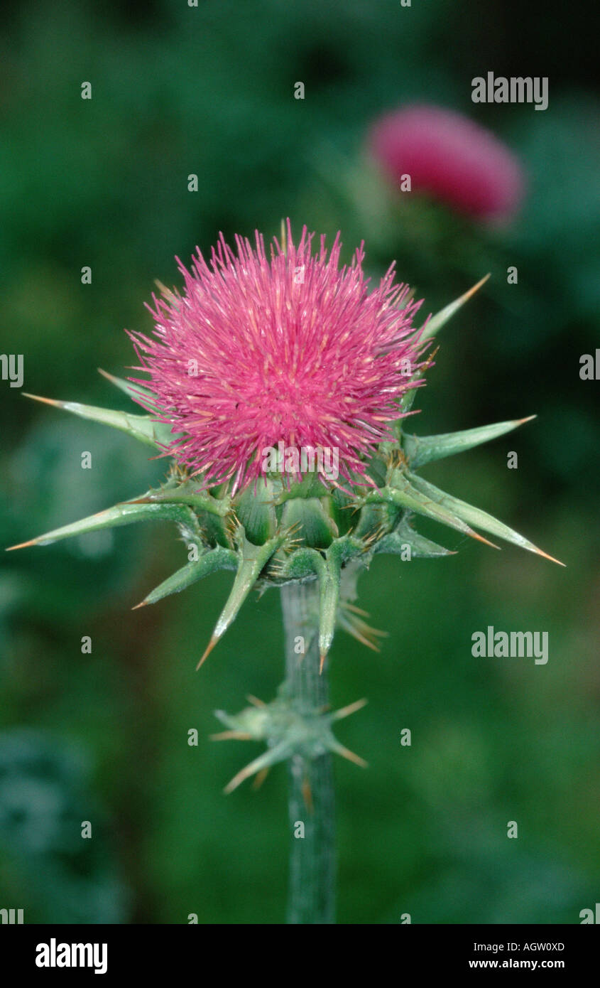 Unsere Liebe Frau Distel / Milch Distel Stockfoto