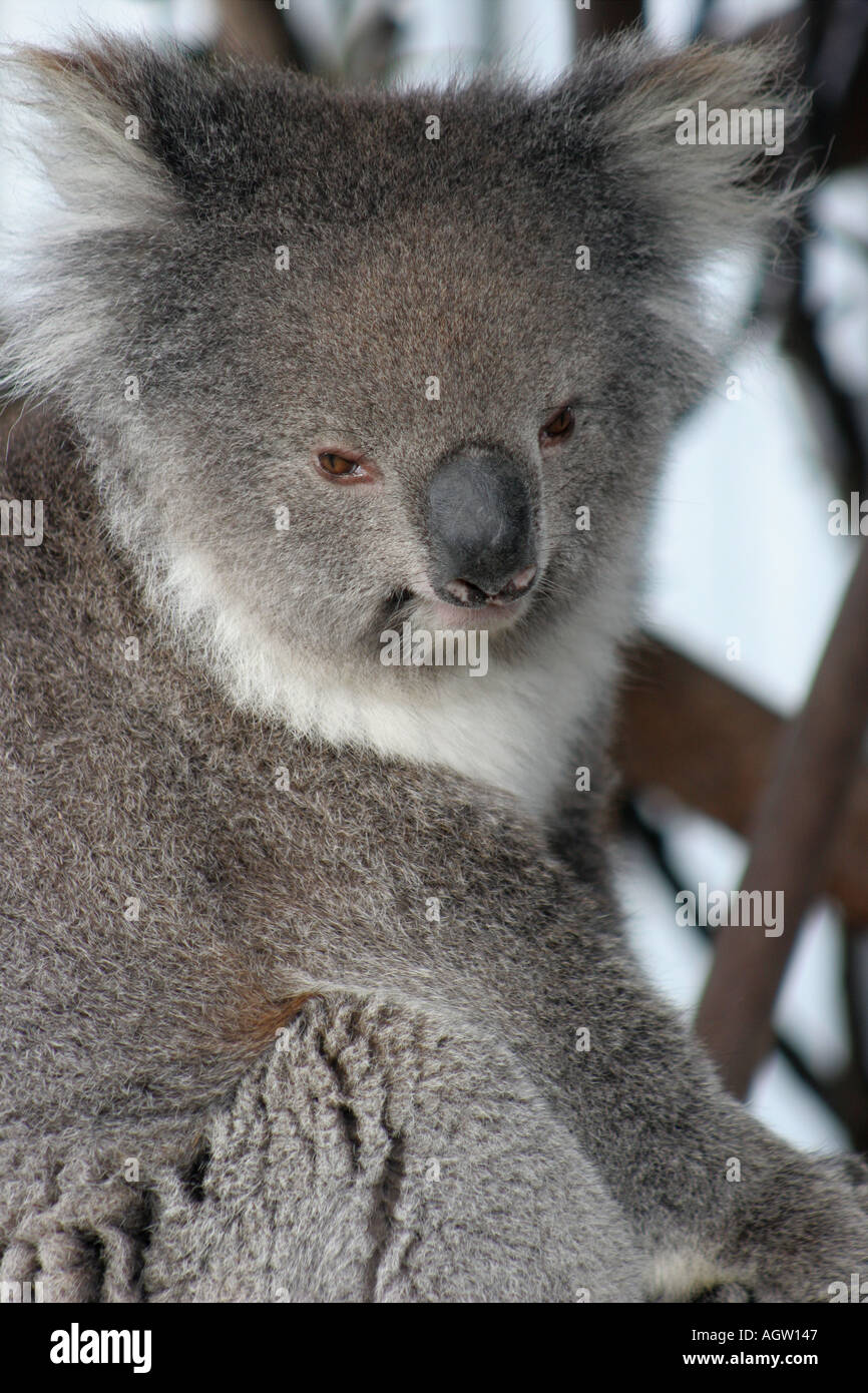 Koala Bär Parndana Wildlife Park Kangaroo Island Australien Stockfoto