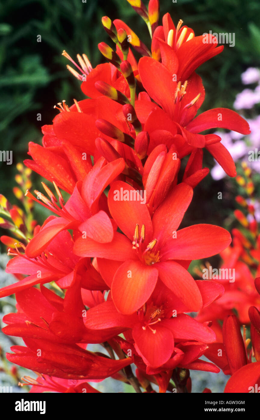 Crocosmia "Zambesi" Montbretia rote Blume Garten Pflanze Blumen crocosmias Stockfoto