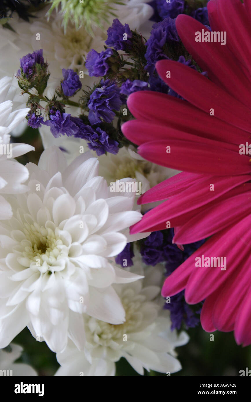Sammlung von Blumen Stockfoto