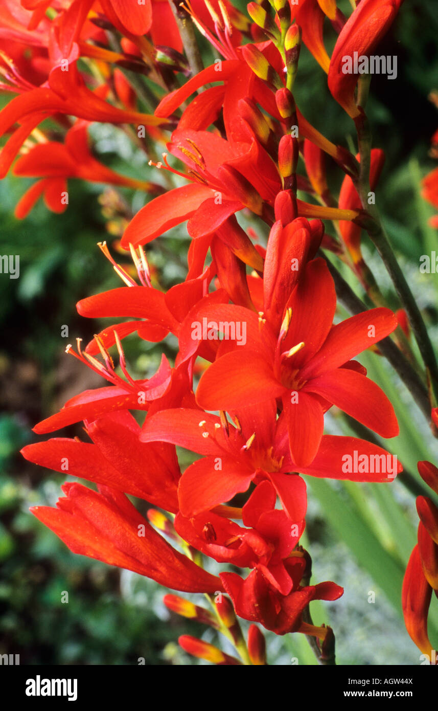 Crocosmia "Krakatoa" Montbretia rote Blume Garten Pflanze geblüht crocosmias Stockfoto